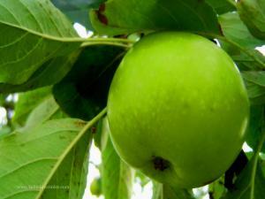 Yeşil Elma
