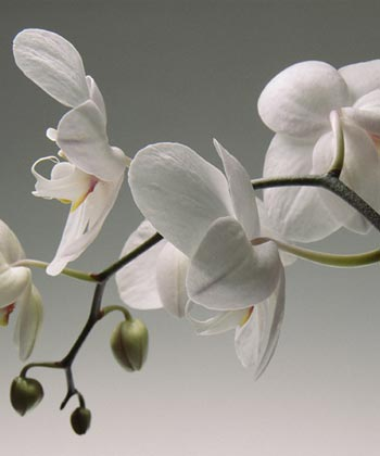 Orkide Çiçeği (Salep)