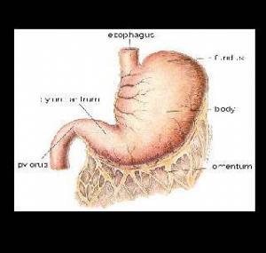 mide tümörleri