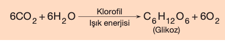 Klorofil