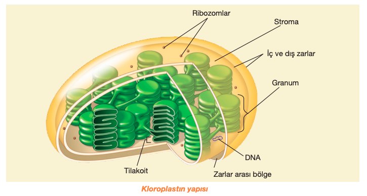 Kloroplastın yapısı