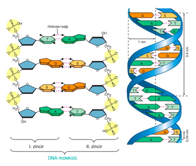 DNA ve RNA