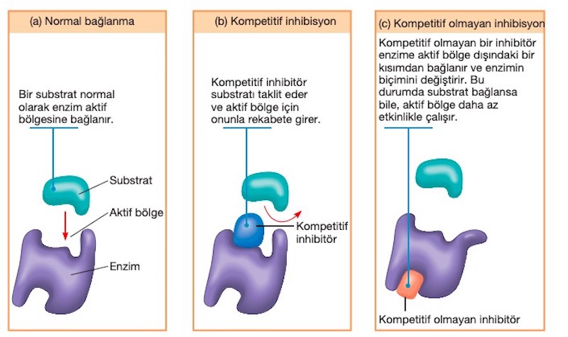 enzim mekanizmaları