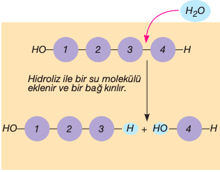 hidroliz