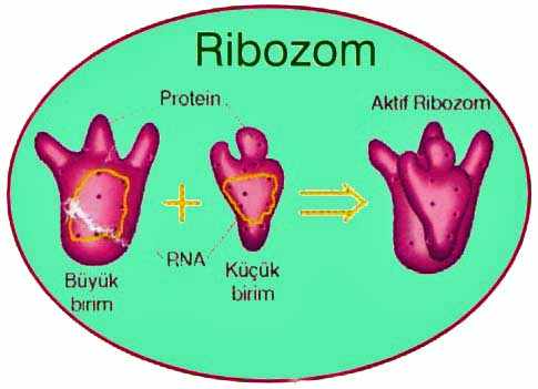 ribozom resmi şekli yapısı