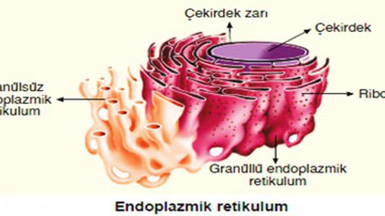 Endoplazmik Retikulum