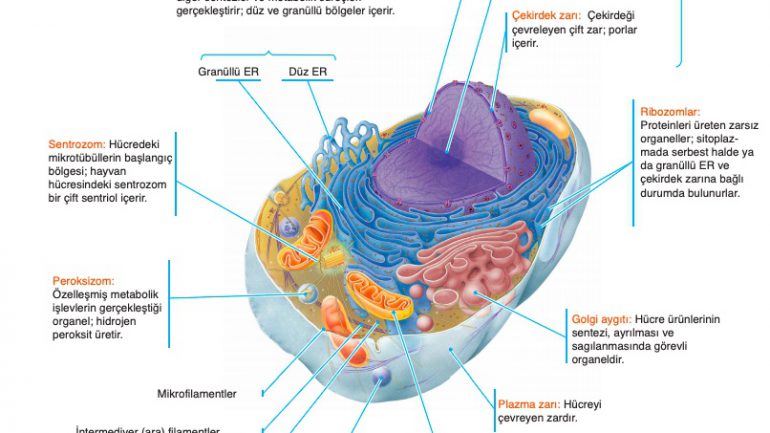 Hücrelerin Yapısı ve İşlevlerinin Karşılaştırılması